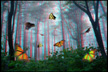 Butterflies