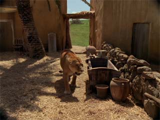 lion comp